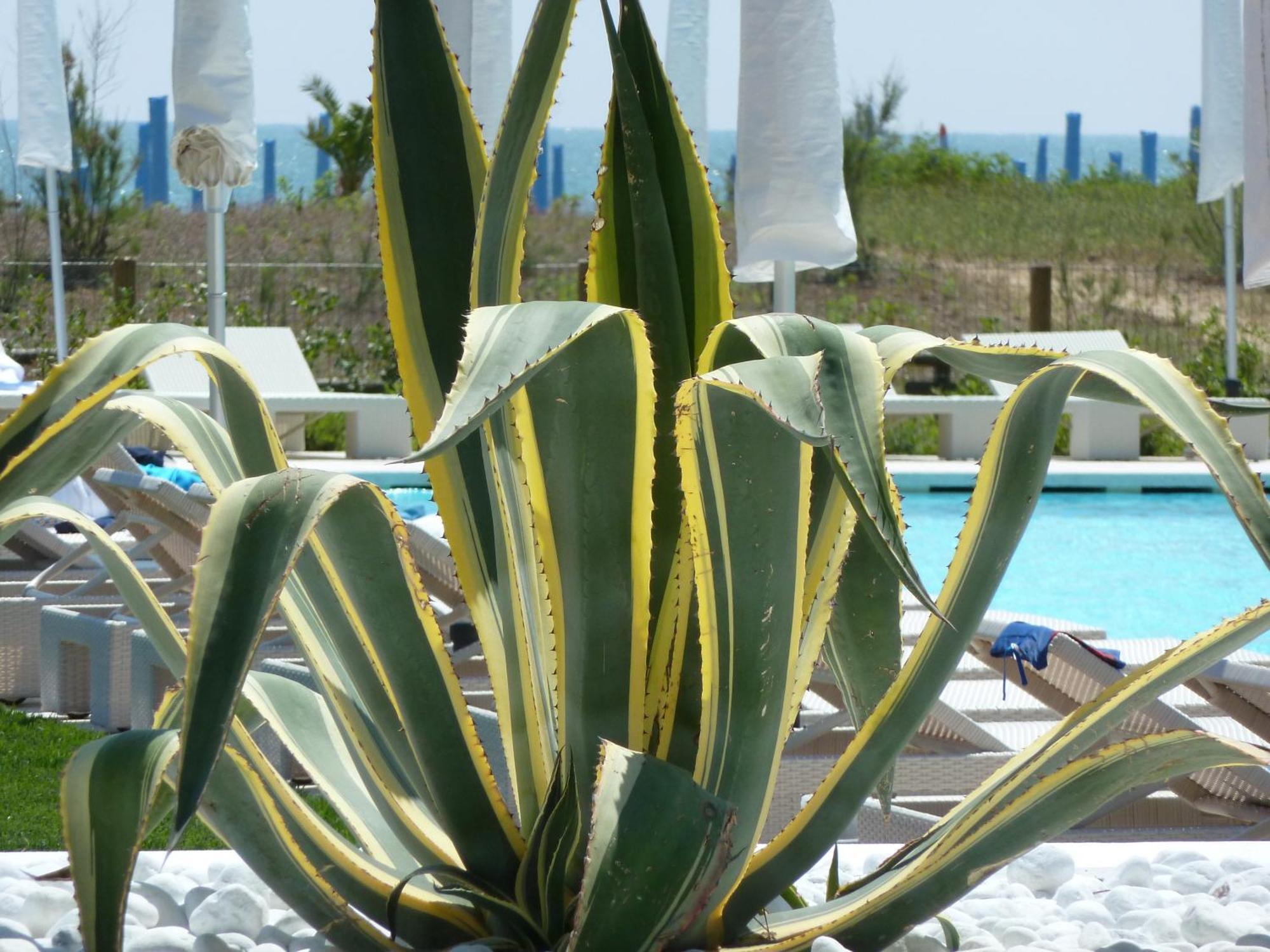 Hotel Mediterraneo Suite&Residence Lido di Jesolo Kültér fotó